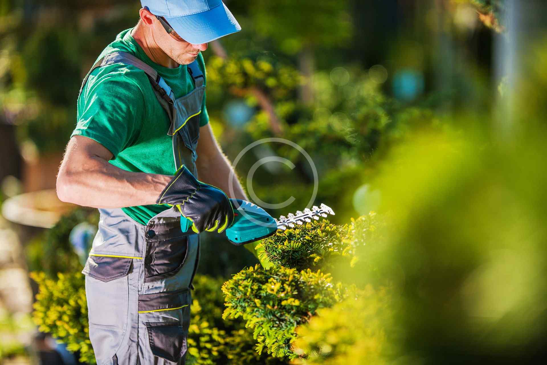 Bush trimming