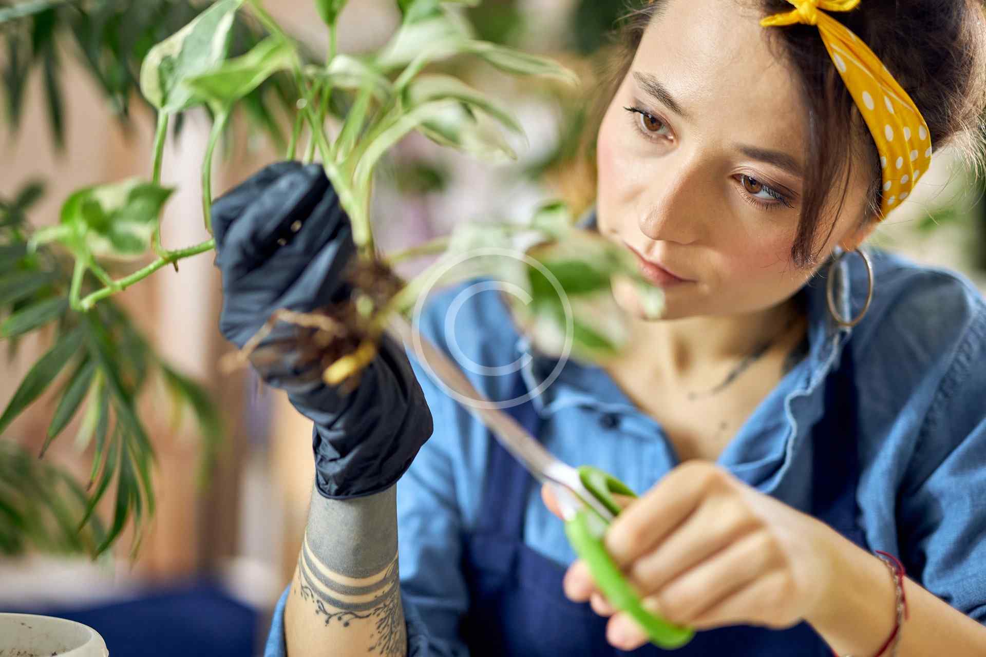 Trimming